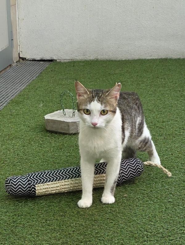 CESIRA GATTINA  Foto 5
